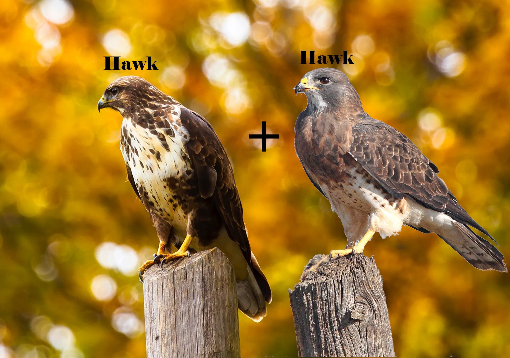 AddHawkHarHar